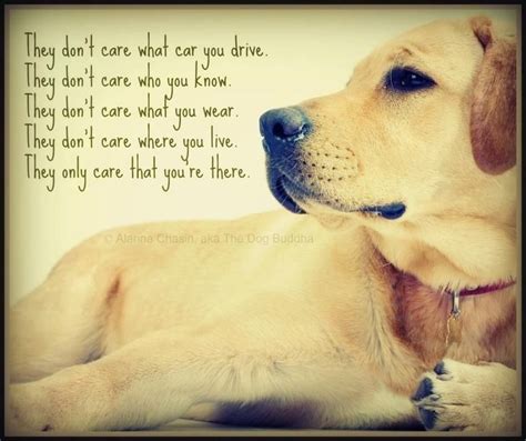 We Have So Much To Learn From Dogs Dog Quotes Dog Love Dogs