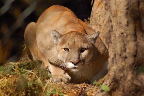 Mountain Lion Hunting 101 Where When And How