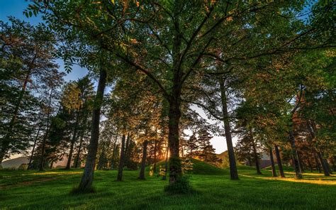 Trees Grass Light Shadow Wallpaper Coolwallpapersme