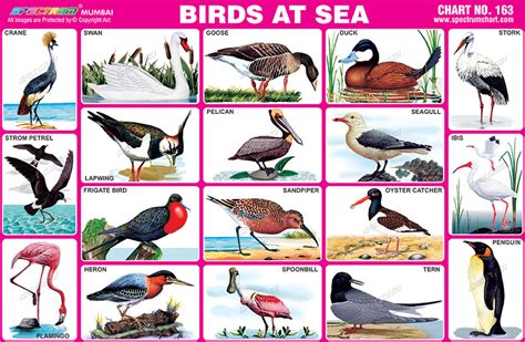 Spectrum Educational Charts Chart 163 Birds At Sea