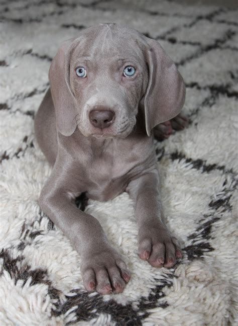 Weimaraner Puppy Cant Get Enough Of Those Eyes And Big Floppy Ears