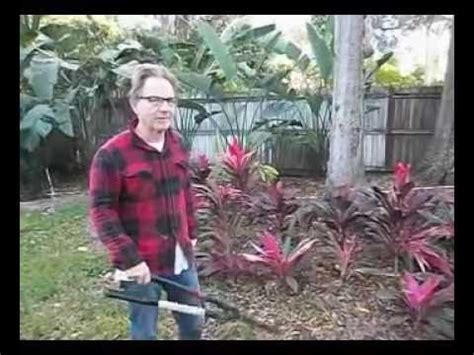 It was named cordyline ti by schott in 1828 and finally as cordylinefruticosa by chevalier in 1919. How to get yourself some FREE Hawaiian Ti plants - YouTube