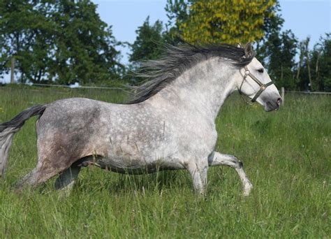 100 Grey Horse Names Ideas For Airy And Spirited Horses Pet Keen