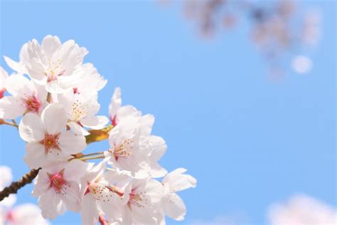 お花見の季節に使ってみない？ 桜にまつわる美しい日本語 Lovegreenラブグリーン