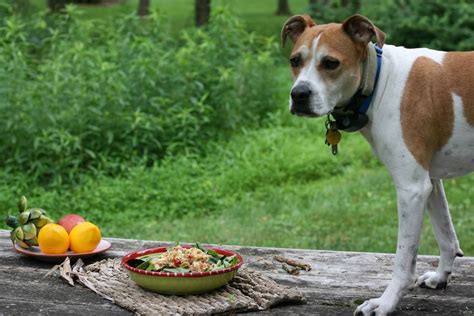 It affects your dog's pancreas where it cannot produce enough insulin to process your pup's glucose levels, leading to an excess of glucose in the body. Homemade dog food | Tips making homemade healthy dog food