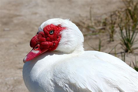 White Muscovy Duck With Red Bill Photograph By Tracie Schiebel Fine
