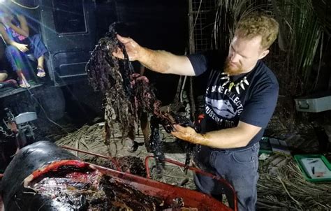 Dead Whale In Philippines Had 40 Kg Of Plastic In Stomach