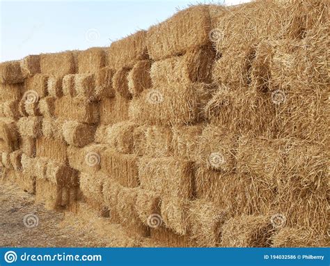 Stacks Of Dry Straw Piled Straw Haystacks Stock Photo Image Of
