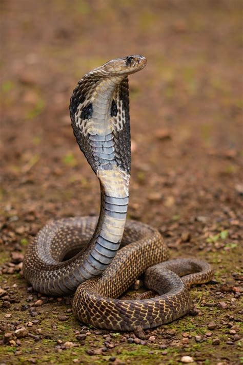 Naja Naja The Spectabled Cobra By Eurion Kemish On 500px Snake