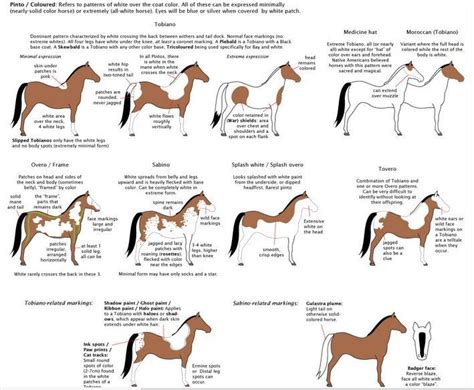 Horse Coloring Horse Coat Colors Horse Color Chart