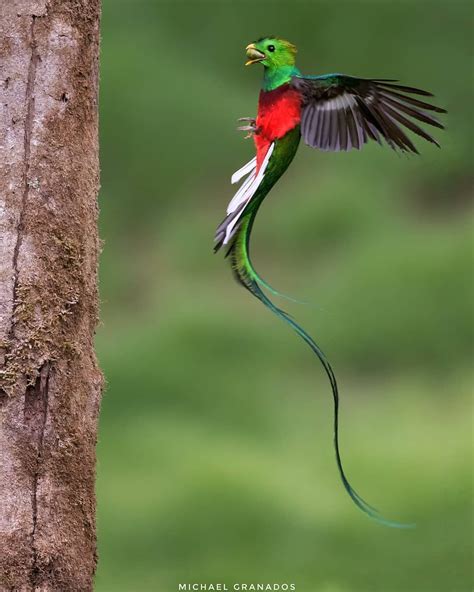 resplendent quetzal beaux oiseaux idées cadeaux mexique