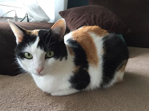Cat Loaf Is Watching You Rcatloaf