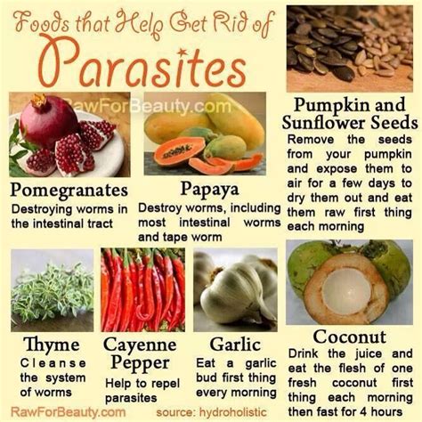 Foods That Help Get Rid Of Parasites Musely