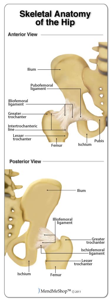 Hip Joint Overview