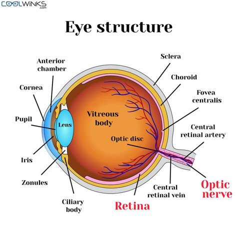 Our Eyes Have A Small Blind Spot In The Back Of The Retina Where The