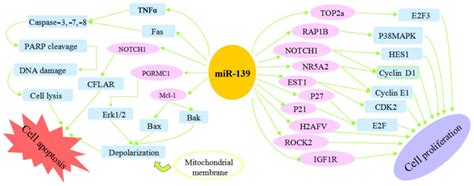 Potential Role Of MiR 139 5p In Cancer Diagnosis Prognosis And Therapy