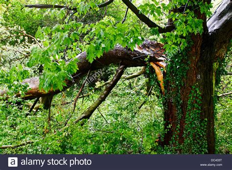 Tree Branch Snapped Off Stock Photos And Tree Branch Snapped Off Stock