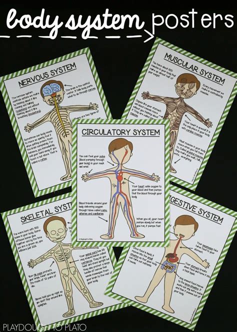 Human Body Systems Anchor Chart For 7th Grade Science Body Systems