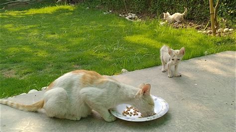 Feral Cat Eating Cute Kittens Food And Kittens Cant Even Complaint
