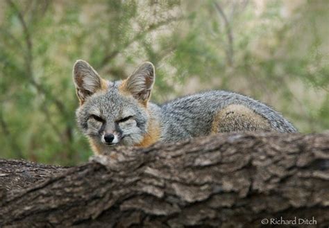 The Gray Fox Some Facts And New Photos The Wildlife Grey Fox