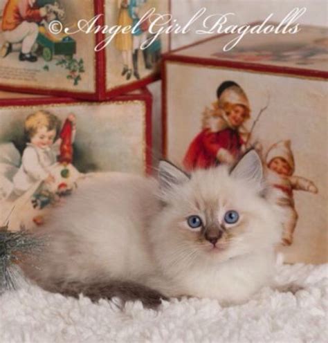 Separate and distinct from the three ragdoll patterns, which are distinguished by the placement of white, lynx points are available in colorpoint, mitted and bicolor. A perfect seal lynx mitted ragdoll kitten from AngelGirl ...