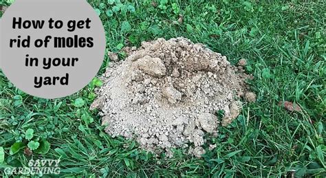 How To Get Rid Of Moles And Voles In The Lawn