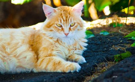 Kona Hawaii Feral Cats By The Ocean Photography Art By Llromine