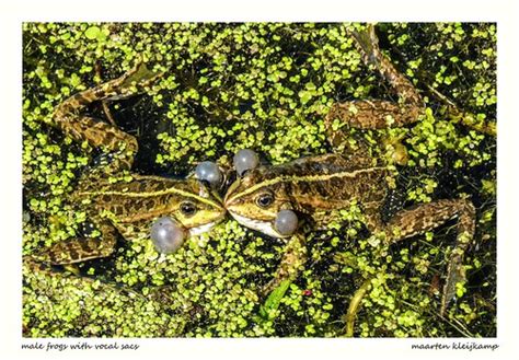 Male Frogs Vocal Sacs Maarten Kleijkamp Flickr