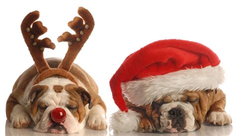 Do you know that canada has no pet food regulations? 2014 Twas the Night Before Christmas - Truth about Pet Food