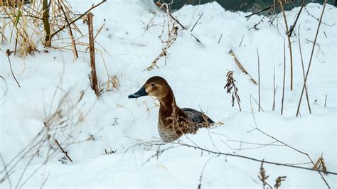 Duck In The Snow Free Photo On Pixabay