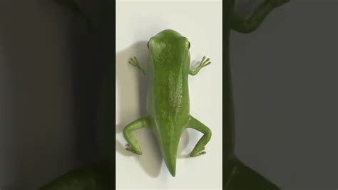 Metamorphosis Tadpole Turns Into A Frog Youtube