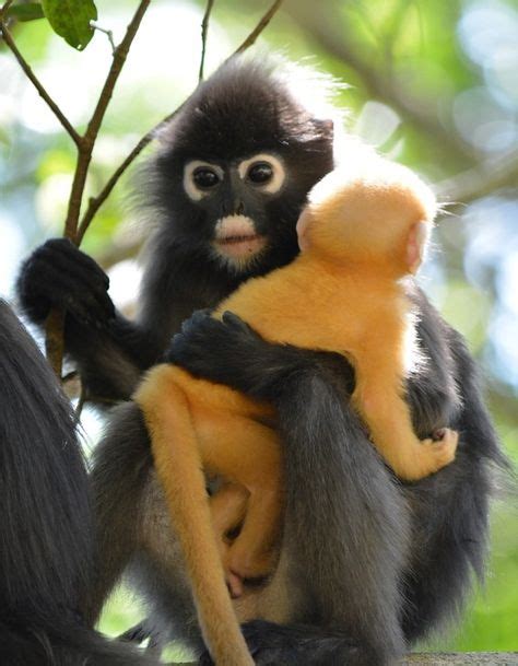4k00:39spider monkey uses its tail to navigate through forest canopy in nature reserve. dusky leaf monkey with baby (Brillangoer) | Apen