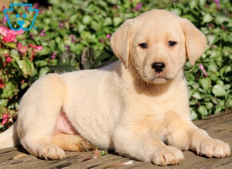 Yellow Lab Puppies For Sale Keystone