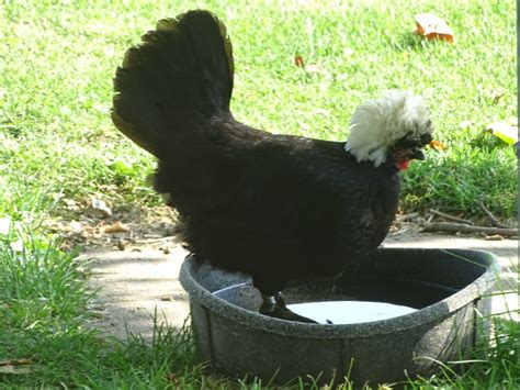 Check spelling or type a new query. White Crested Black Polish Chickens | Cackle Hatchery