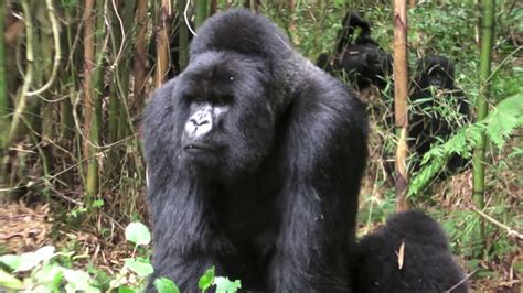 Mating Gorillas Youtube