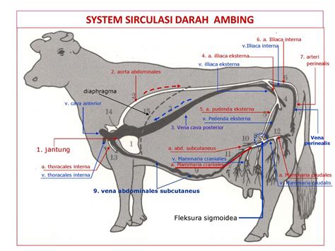 Anatomi Sapi Sinau