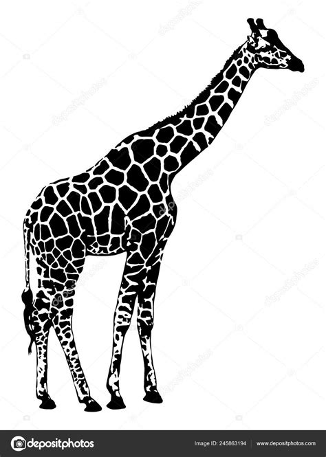 Giraffe Vector Graphics Isolated White Background Stock Vector Image By