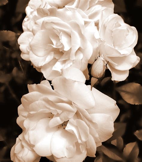 Roses In Sepia Monochrome Photograph By Jennie Marie Schell