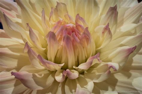Same day or next day delivery is available. Dazzling Dahlias 2017 part 2 :: Beautiful Flower Pictures Blog