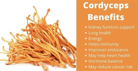 List Of Medicinal Benefits Of Cordyceps