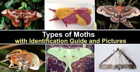 Types Of Moths With Identification And Pictures Identification Chart