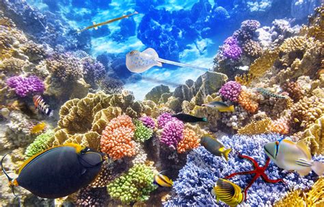 Wallpaper Fish The Ocean World Underwater World Underwater Ocean