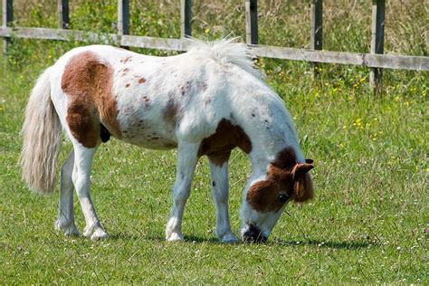 Maybe you would like to learn more about one of these? Gambar Kuda Poni Cantik - Silvy Gambar
