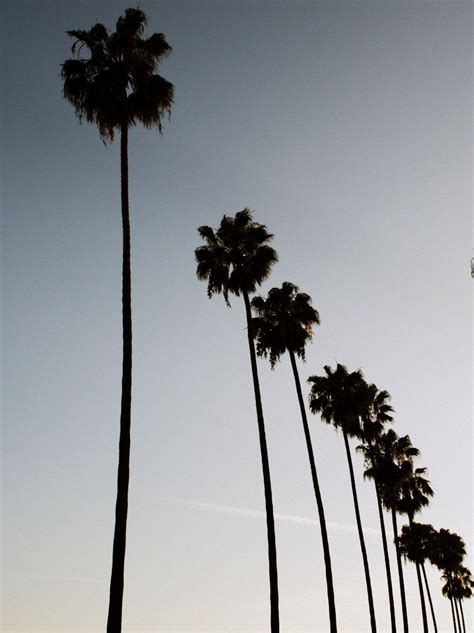 Los Angeles Photography Hollywood Palm Trees La Photograph Print