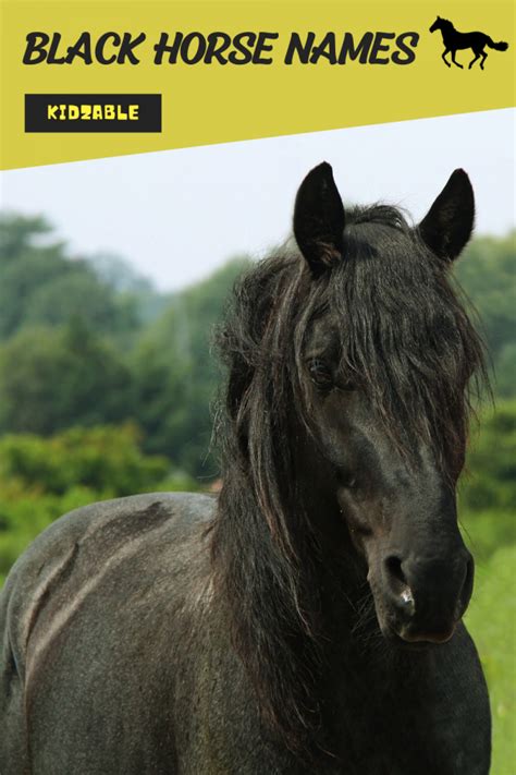 100 Names For Black Horses With Meanings Kidzable