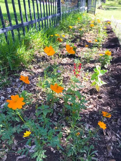 10 Steps To Prepping A Native Wildflower Garden Native Backyards