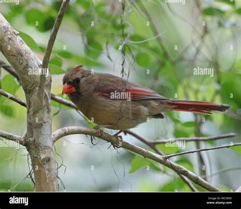Female Cardinal Hi Res Stock Photography And Images Alamy