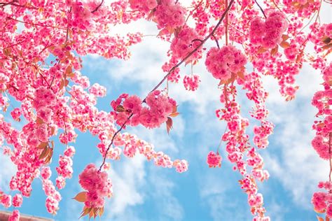 Free Download Pink Cherry Blossom Tree Spring Flowers Kirch
