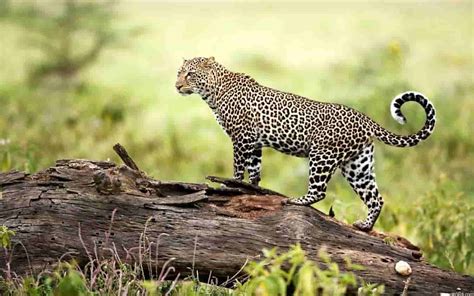 23 Wildlife Sanctuaries In India 2022 List Of Wildlife Sanctuaries
