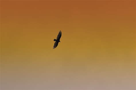 Free Images Bird Wing Sky Flying Wildlife Orange Flight Hawk